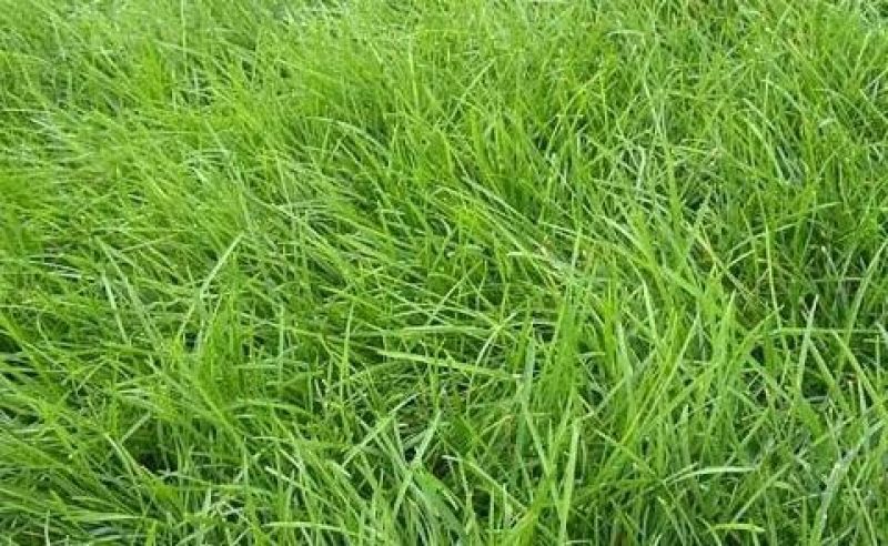 紫羊茅草种冷季型草坪种子庭院草坪道路护坡固土