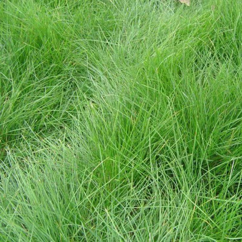 紫羊茅草种冷季型草坪种子庭院草坪道路护坡固土