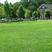 紫羊茅草种冷季型草坪种子庭院草坪道路护坡固土