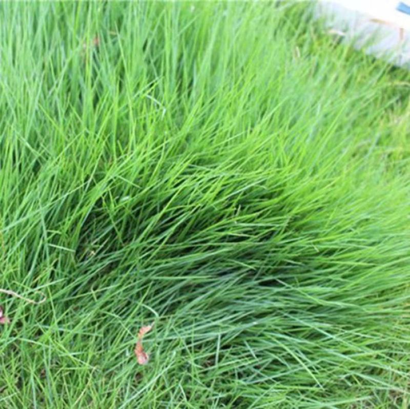 紫羊茅草种冷季型草坪种子庭院草坪道路护坡固土