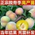 李子树苗脆红李嫁接果树苗清脆李盆栽地栽南
