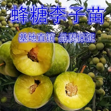 李子树苗脆红李嫁接果树苗清脆李盆栽地栽南