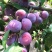 李子树苗脆红李嫁接果树苗清脆李盆栽地栽南