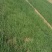 出售自家基地种植二红洋葱苗，基地基地直供洋葱苗，大量有货