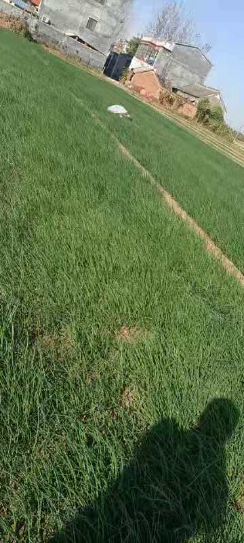 出售自家基地种植二红洋葱苗，基地基地直供洋葱苗，大量有货