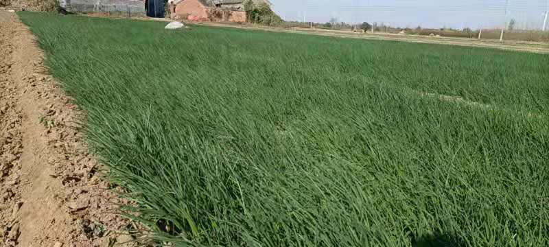 出售自家基地种植二红洋葱苗，基地基地直供洋葱苗，大量有货