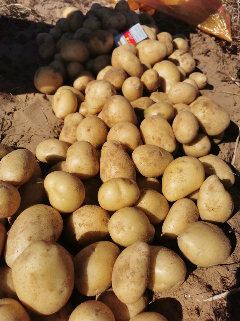 陕北沙漠小土豆黄心优质货品，榆林地区土豆产地优选供应！