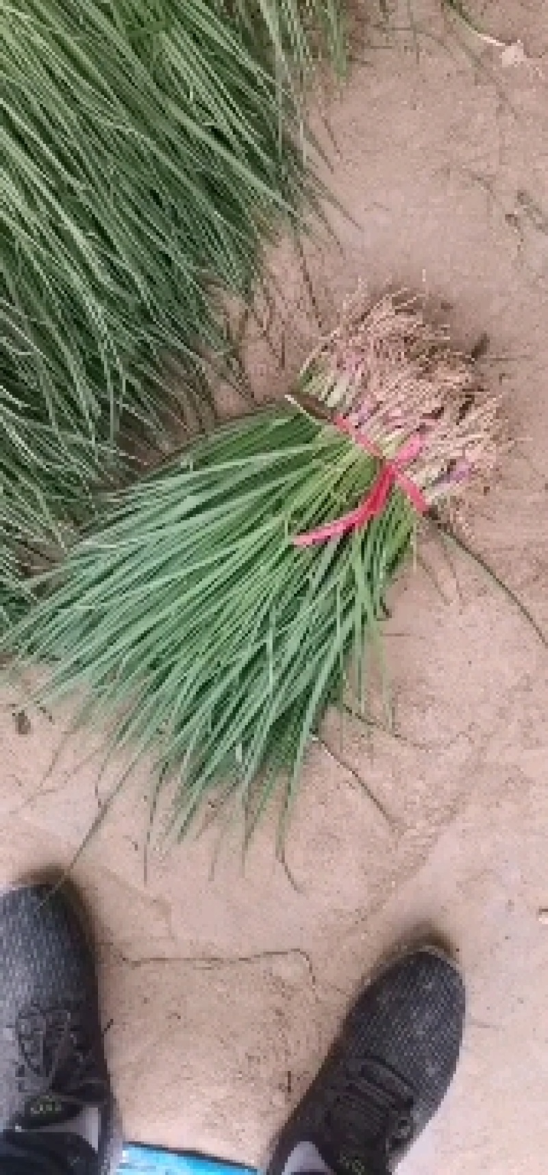 出售自家基地种植二红洋葱苗，基地基地直供洋葱苗，大量有货