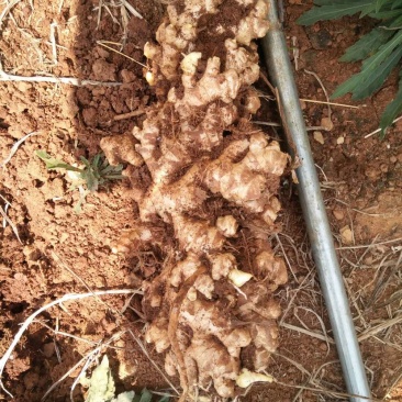 小黄姜粤北小黄姜几百吨大量上市肉黄味辛辣