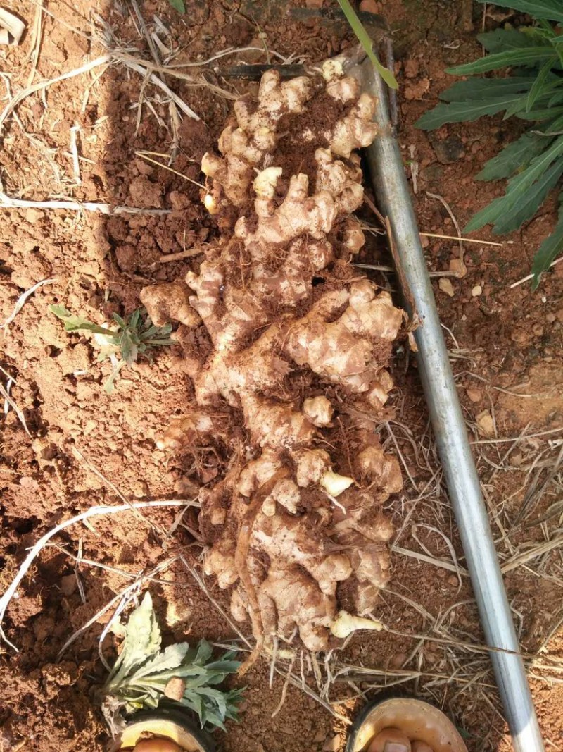 小黄姜粤北小黄姜几百吨大量上市肉黄味辛辣