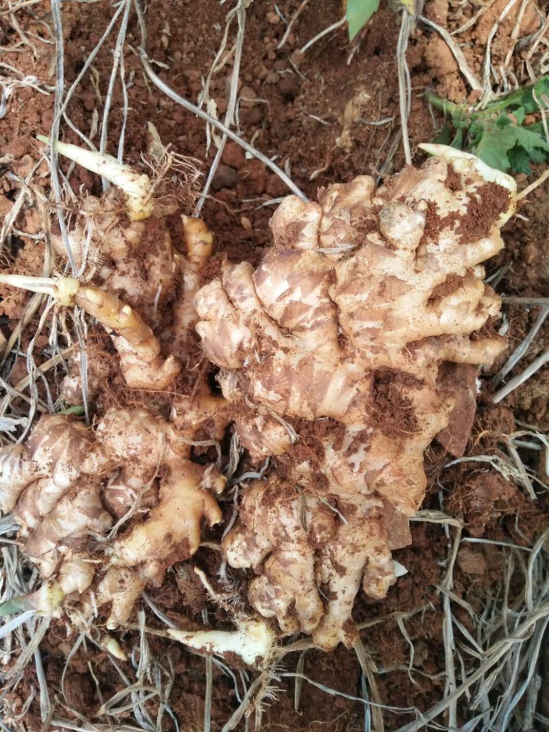 小黄姜粤北小黄姜几百吨大量上市肉黄味辛辣