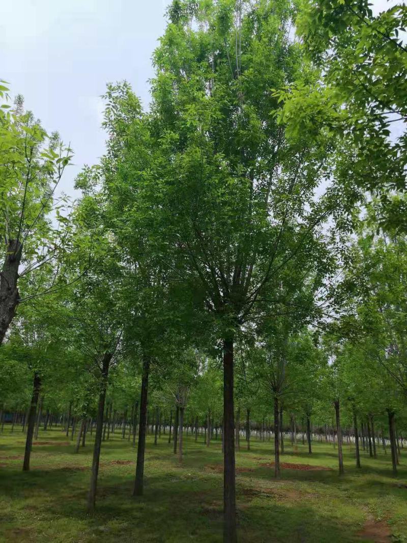 白蜡树大叶白蜡精品白蜡树地产专用白蜡优质白蜡精选