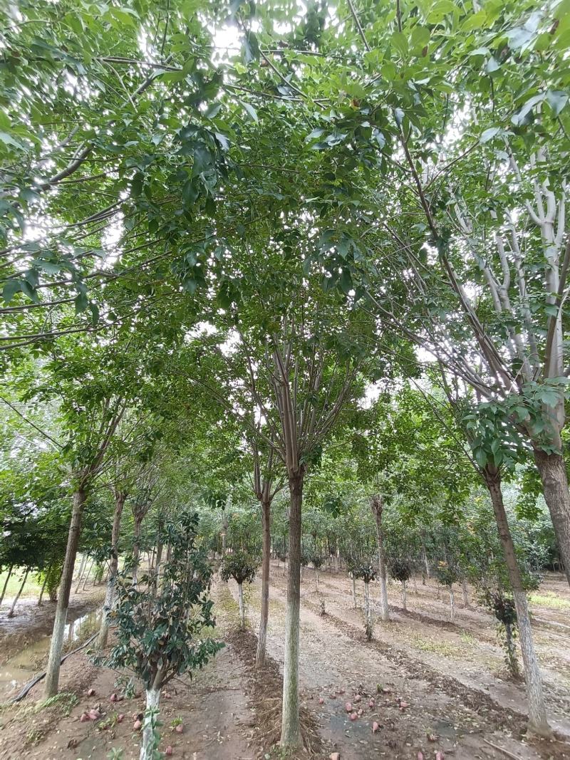 白蜡树大叶白蜡精品白蜡树地产专用白蜡优质白蜡精选