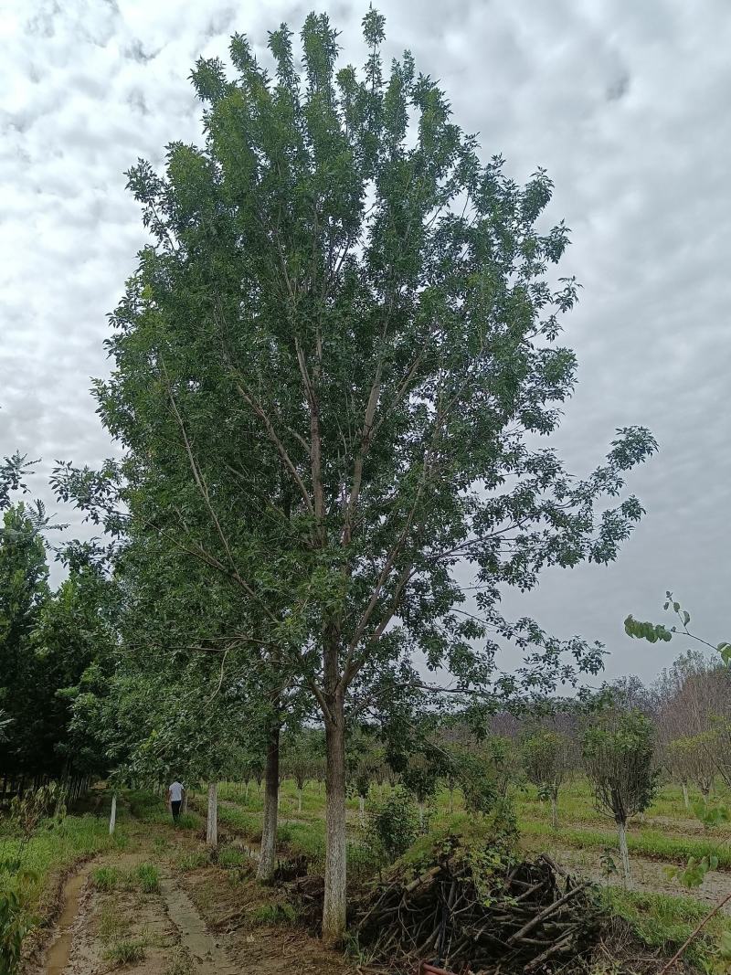 白蜡树大叶白蜡精品白蜡树地产专用白蜡优质白蜡精选