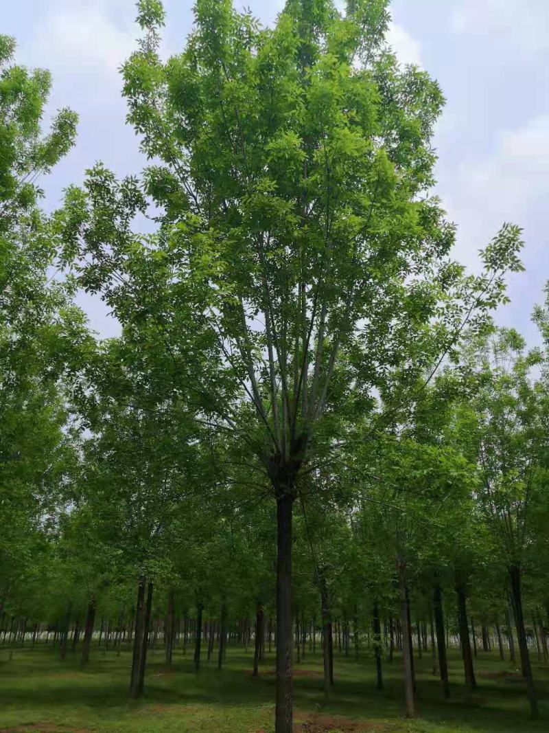 白蜡树大叶白蜡精品白蜡树地产专用白蜡优质白蜡精选