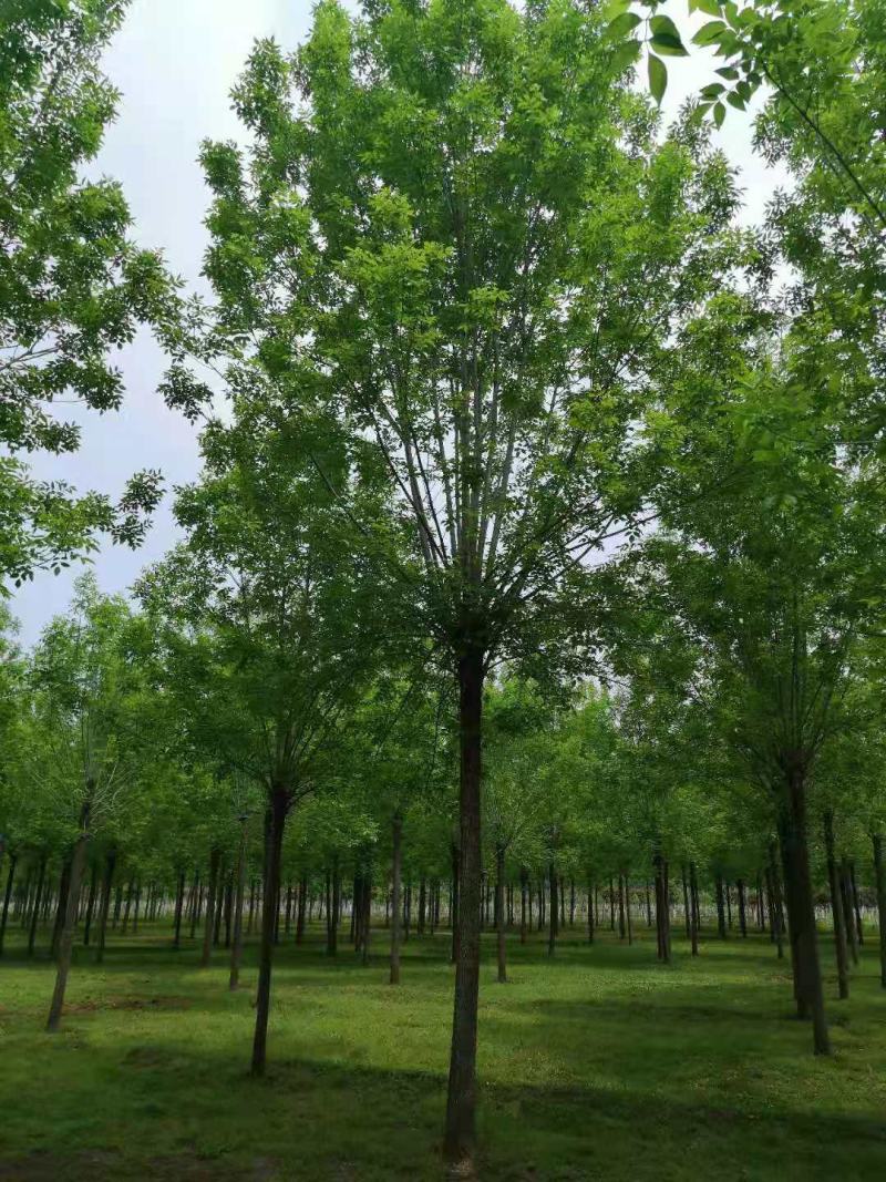 白蜡树大叶白蜡精品白蜡树地产专用白蜡优质白蜡精选