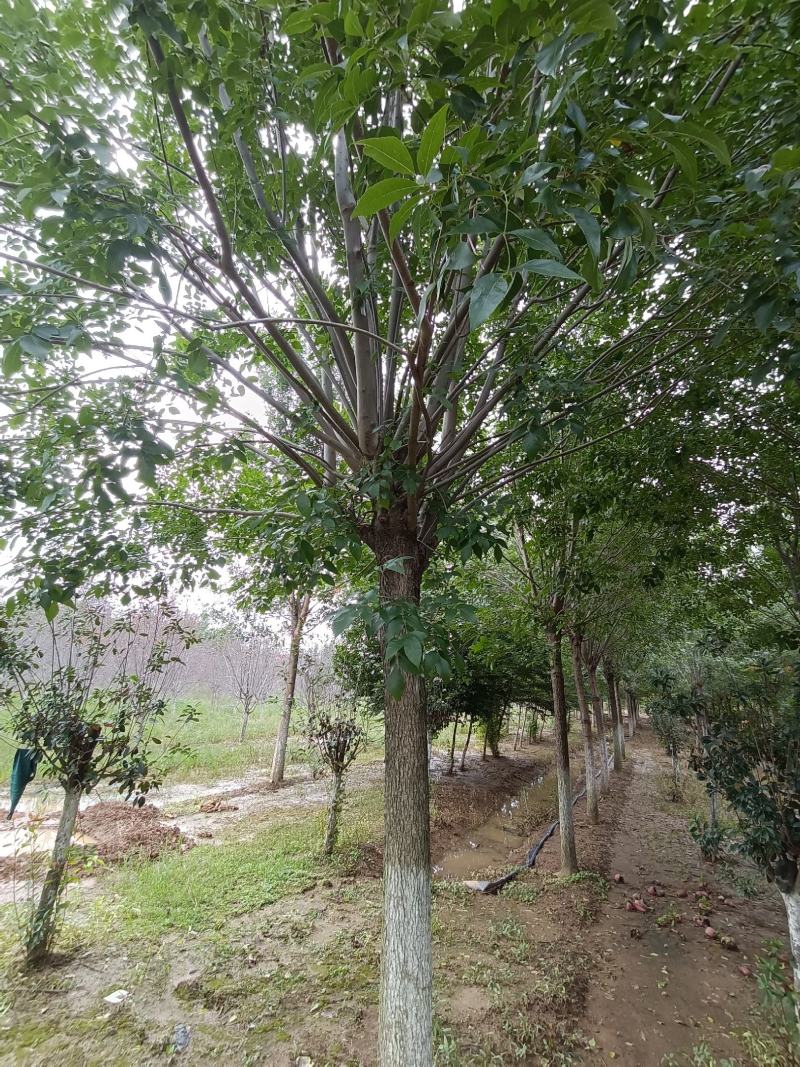 白蜡树大叶白蜡精品白蜡树地产专用白蜡优质白蜡精选