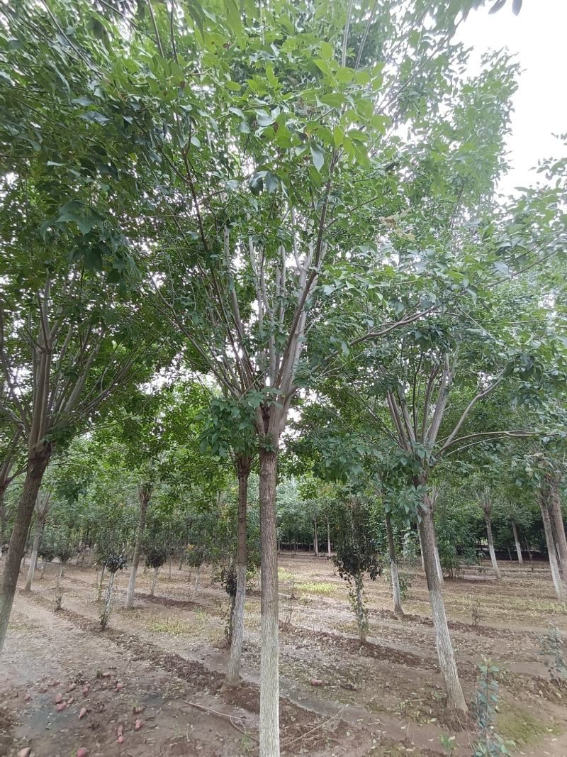 白蜡树大叶白蜡精品白蜡树地产专用白蜡优质白蜡精选