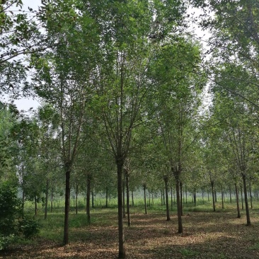 白蜡树大叶白蜡精品白蜡树地产专用白蜡优质白蜡精选