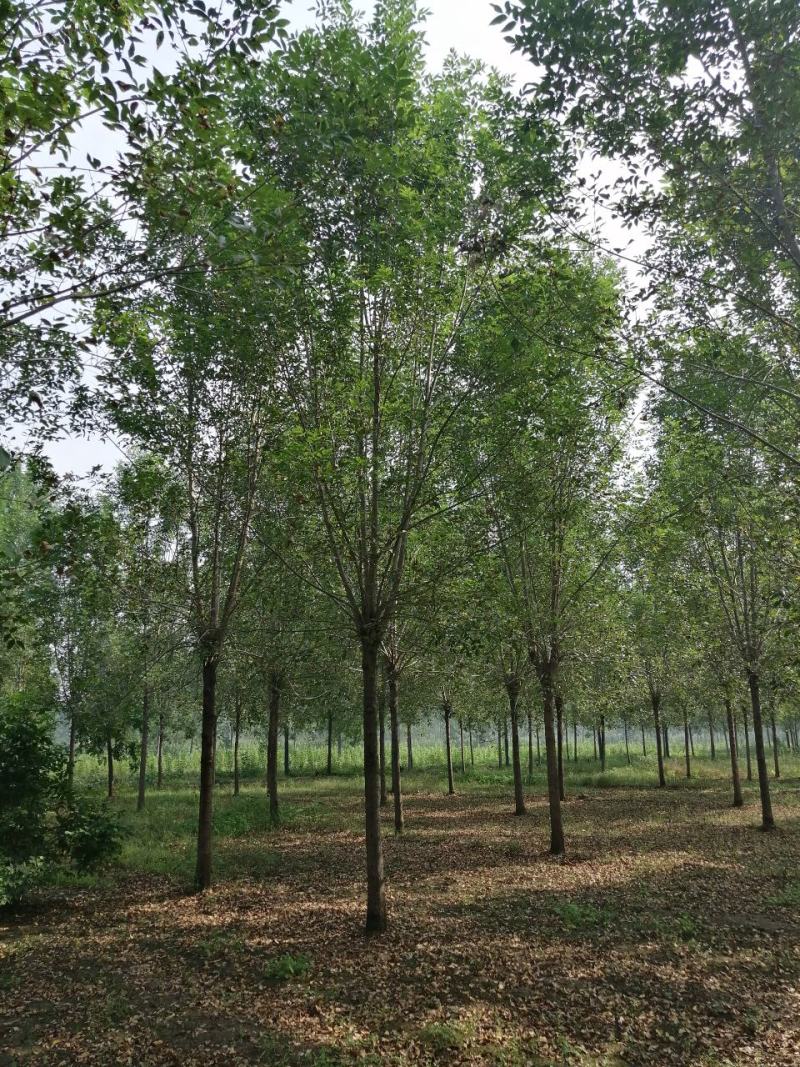 白蜡树大叶白蜡精品白蜡树地产专用白蜡优质白蜡精选