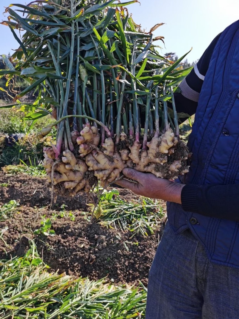 小黄姜粤北小黄姜几百吨大量上市肉黄味辛辣