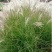 芒草种子野芒草四季种南北方种植野芒草植物易种草籽新籽