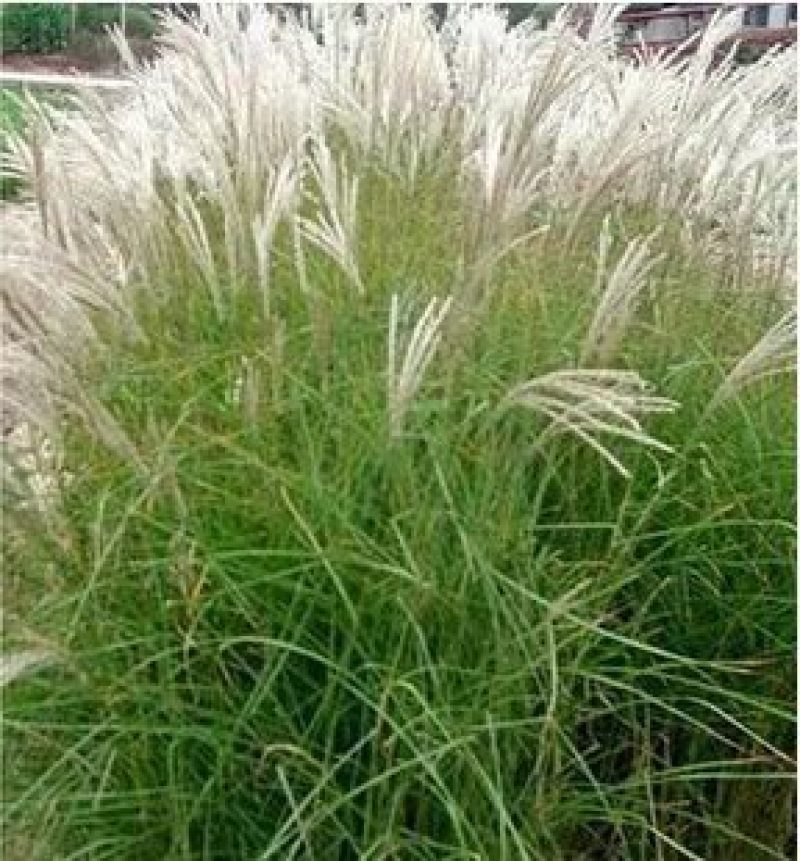 芒草种子野芒草四季种南北方种植野芒草植物易种草籽新籽