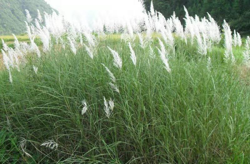 芒草种子野芒草四季种南北方种植野芒草植物易种草籽新籽