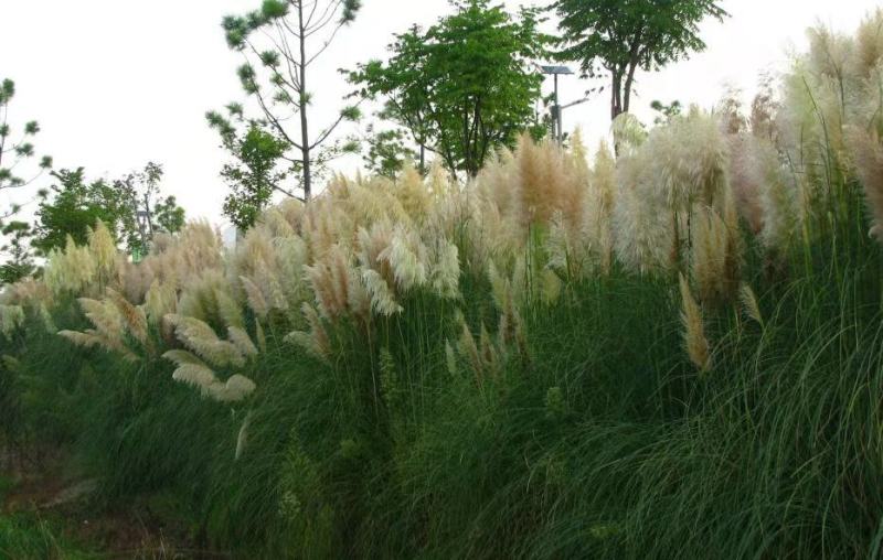 芒草种子野芒草四季种南北方种植野芒草植物易种草籽新籽