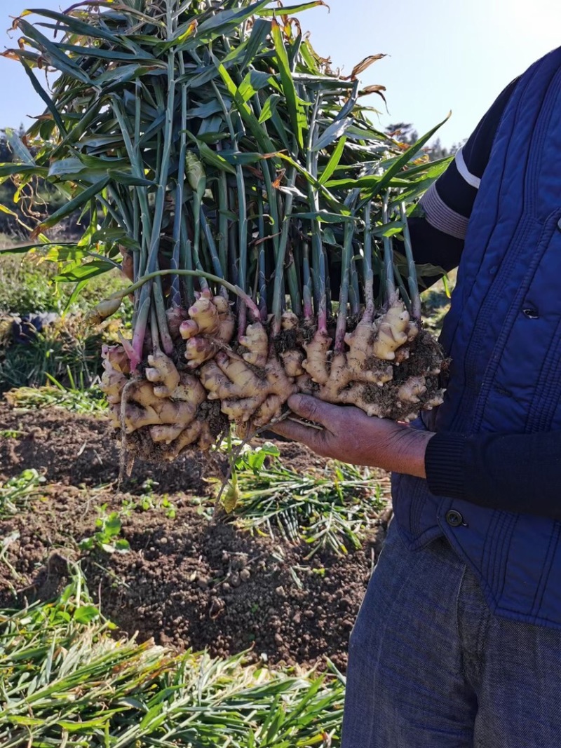 小黄姜粤北小黄姜几百吨大量上市肉黄味辛辣