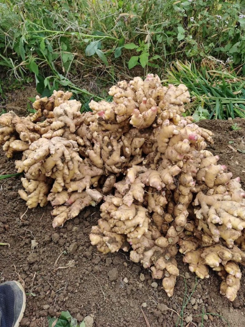 小黄姜粤北小黄姜几百吨大量上市肉黄味辛辣