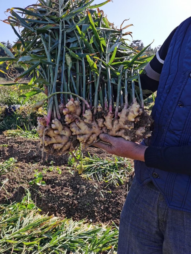 小黄姜粤北小黄姜几百吨大量上市肉黄味辛辣