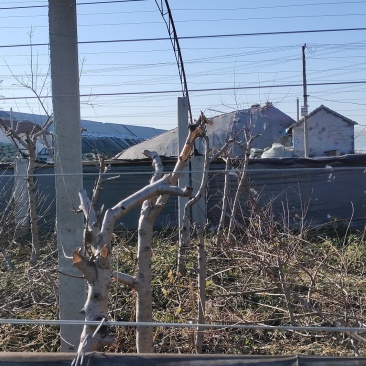 桃树