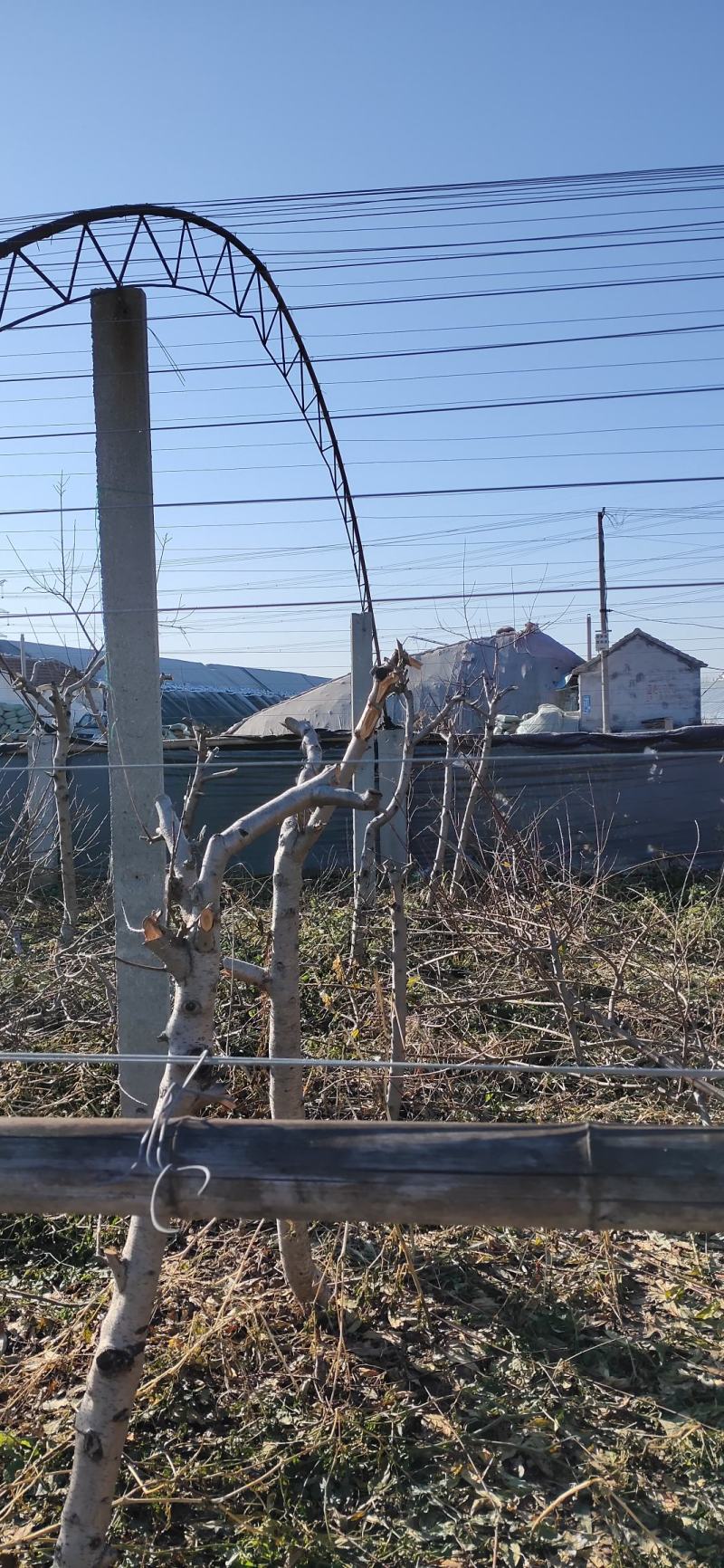 桃树