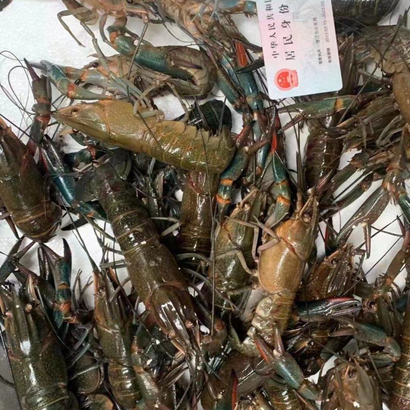 澳龙
