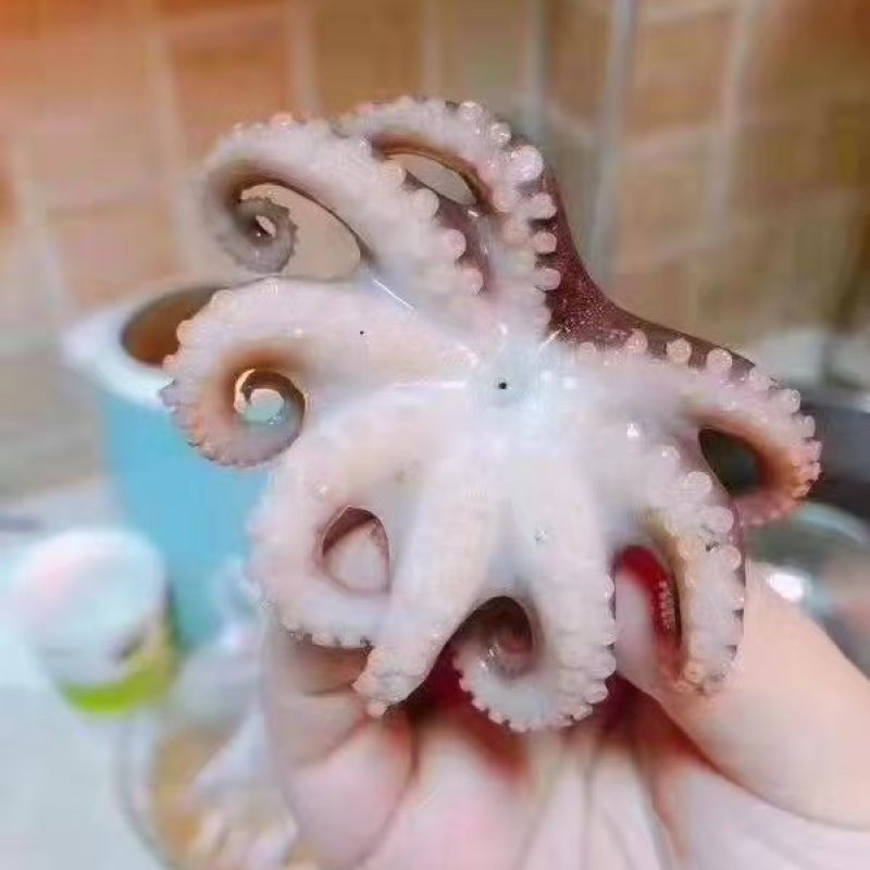 速冻小章鱼