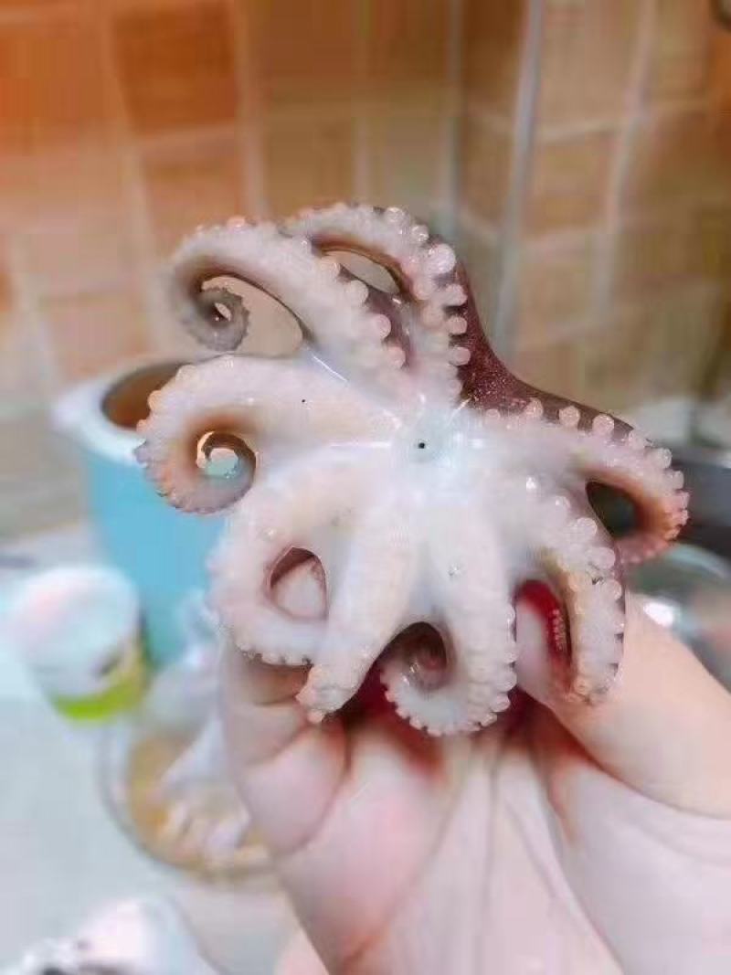 速冻小章鱼