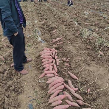 精品西瓜红，条形，基地货，无虫眼