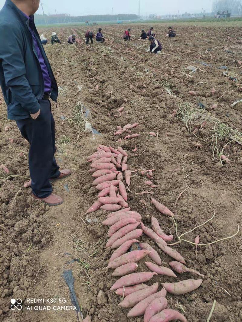 精品西瓜红，条形，基地货，无虫眼