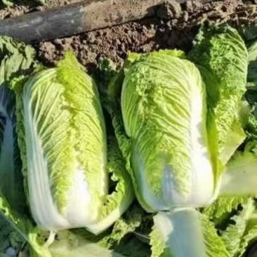 山东北京新三号白菜白菜大白菜净菜标准
