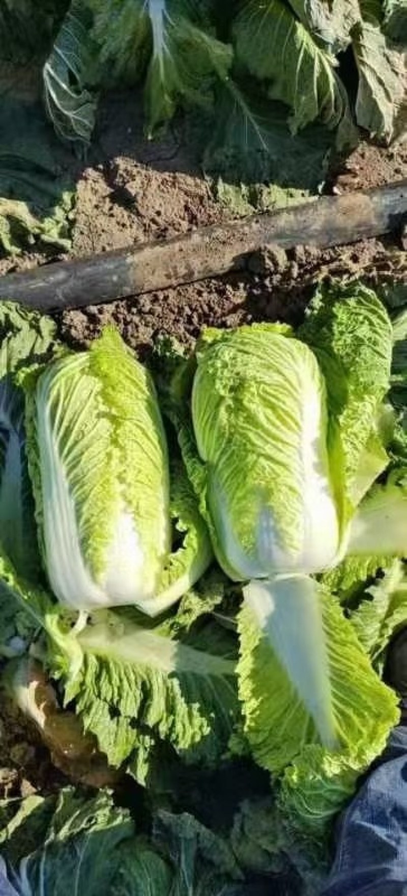 山东北京新三号白菜白菜大白菜净菜标准