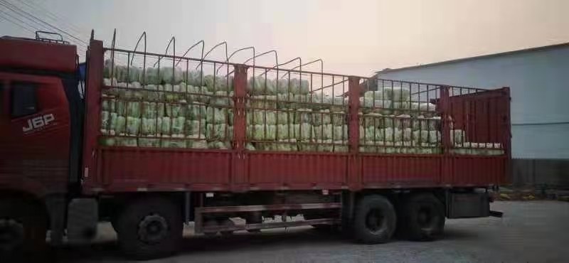 山东北京新三号白菜白菜大白菜净菜标准