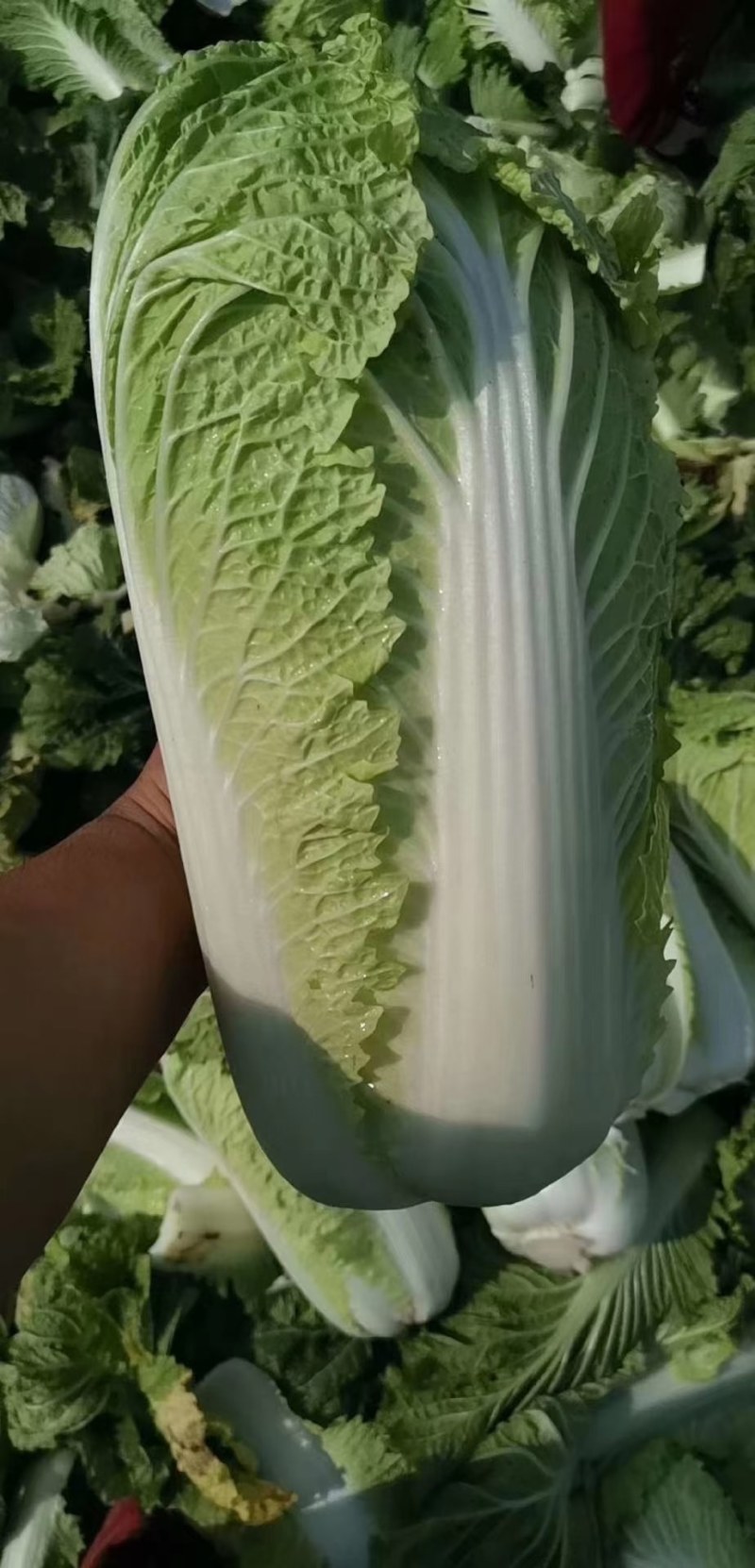 山东北京新三号白菜白菜大白菜净菜标准