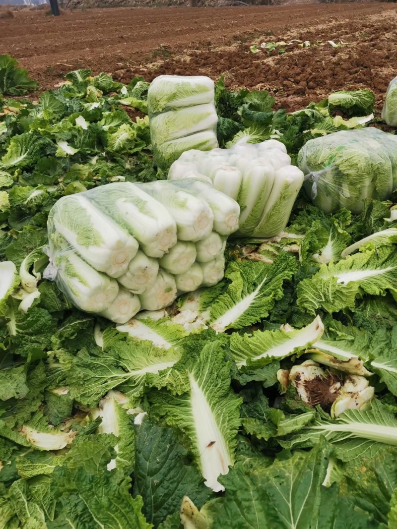山东北京新三号白菜白菜大白菜净菜标准