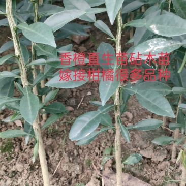 正宗小叶软枝香橙苗可嫁接各种品种橘苗枳壳砧木直生苗枳壳苗