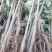 苹果树苗:长年大量供应1一5公分优质品种苹果树