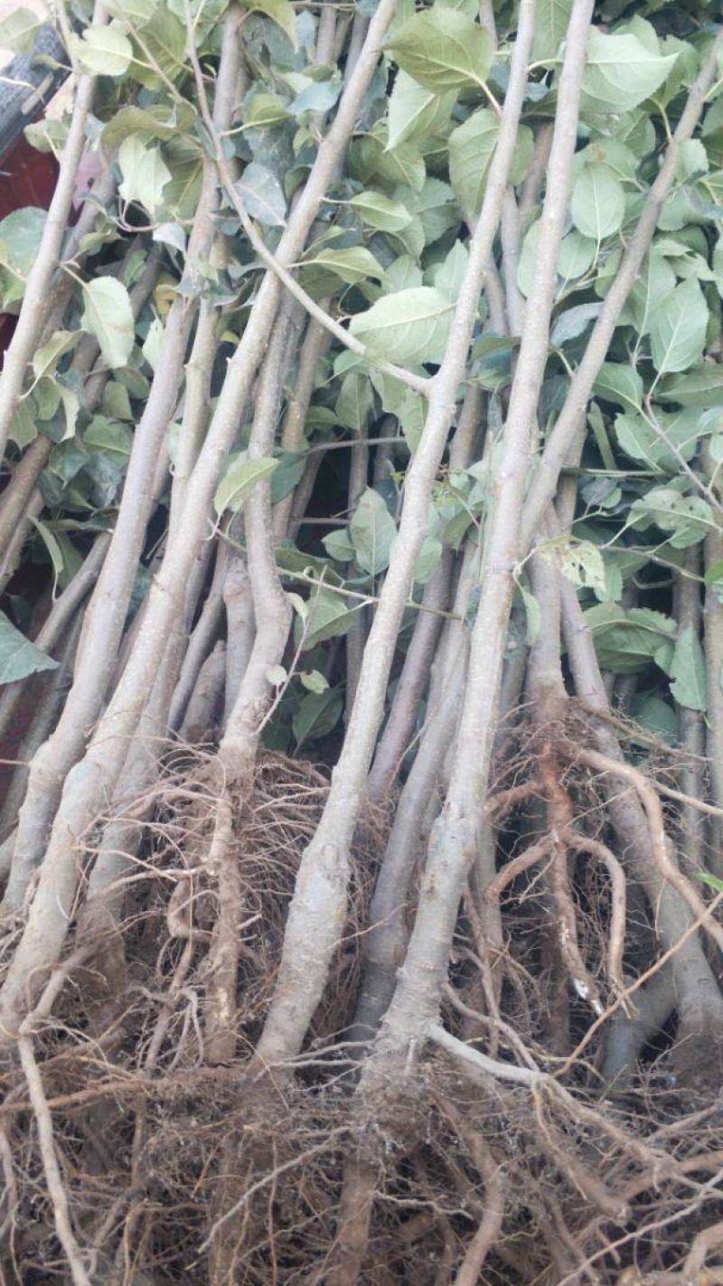 苹果树苗:长年大量供应1一5公分优质品种苹果树