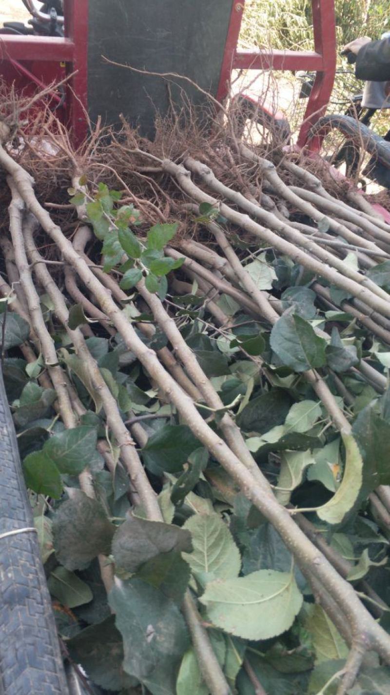 苹果树苗:长年大量供应1一5公分优质品种苹果树