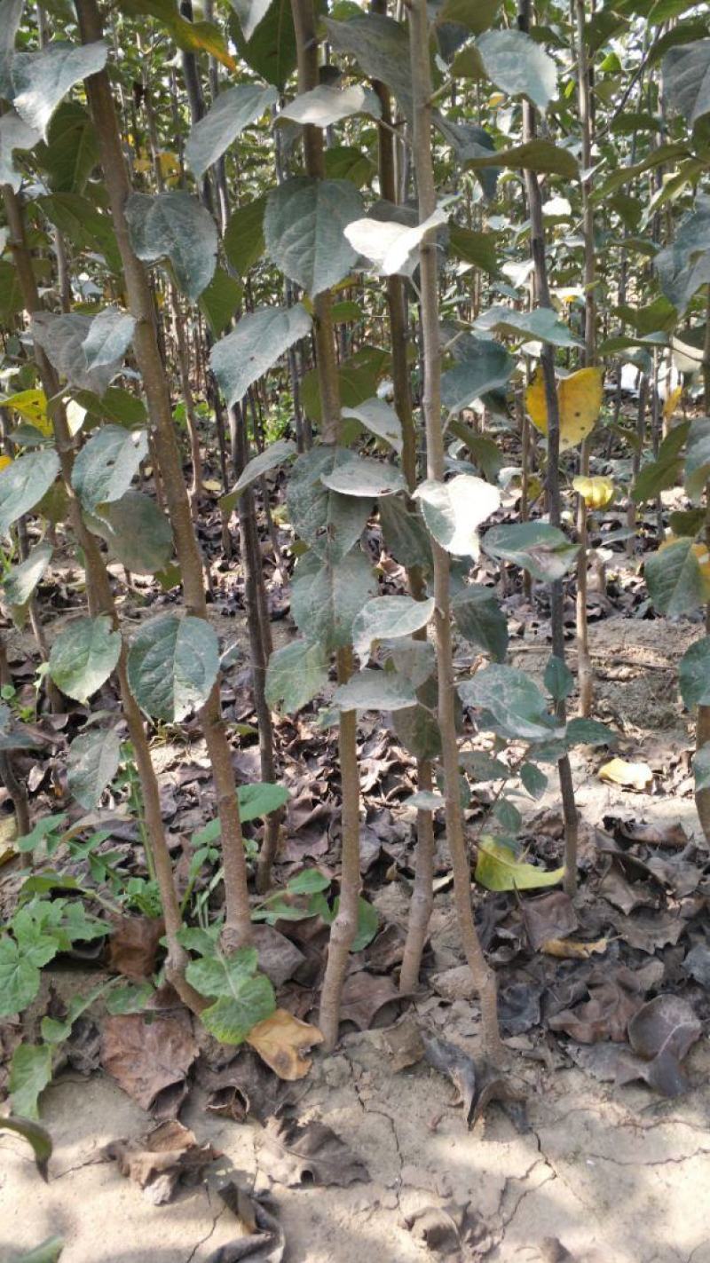 苹果树苗:长年大量供应1一5公分优质品种苹果树