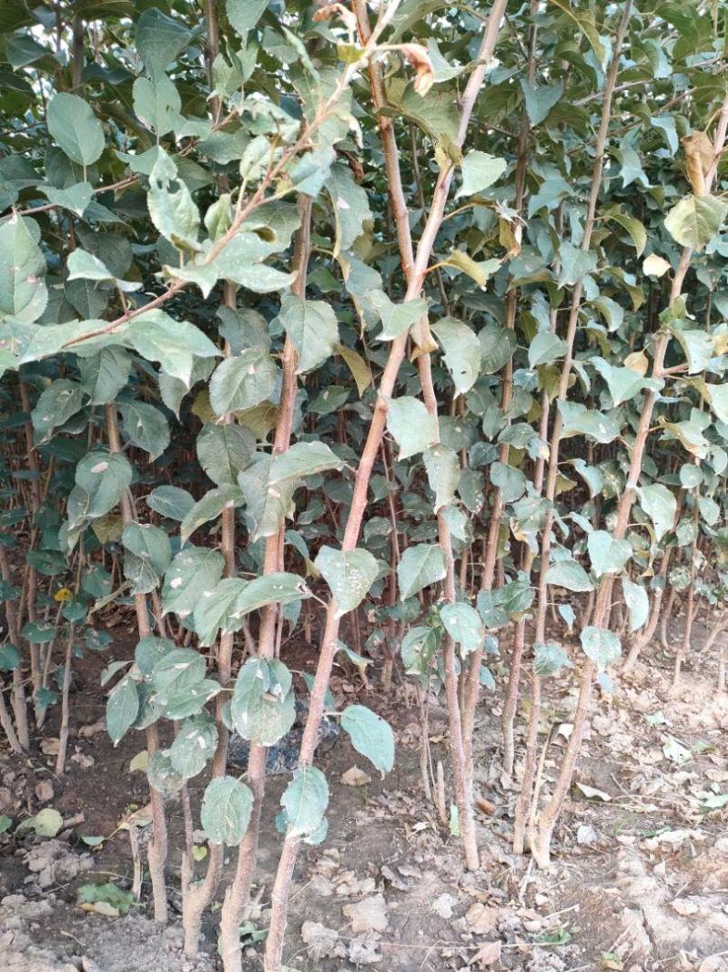 苹果树苗:长年大量供应1一5公分优质品种苹果树